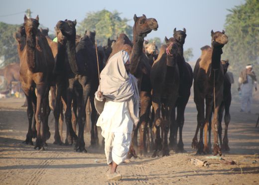 pushkar